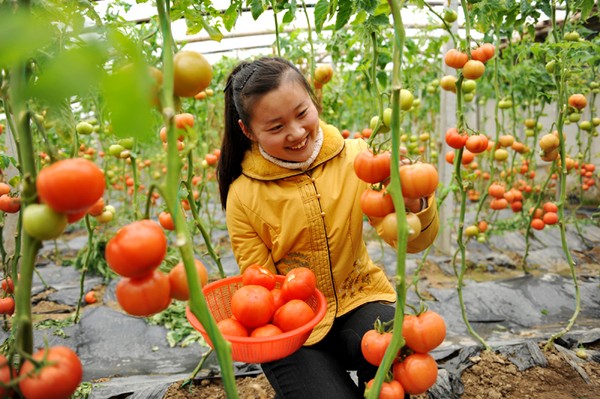 0大棚里面有春天（山东费县：刘涛）.JPG