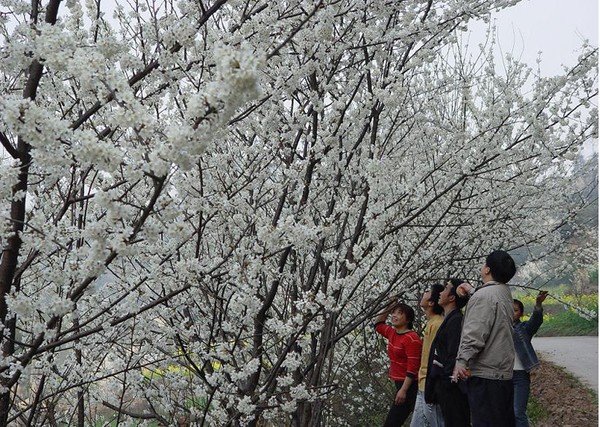 樱桃花.jpg